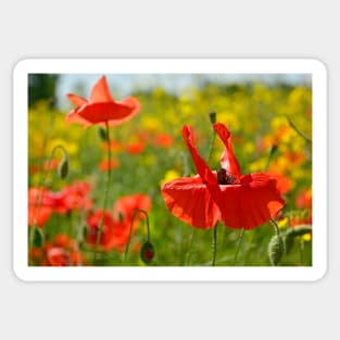 Wild Red Poppies Sticker